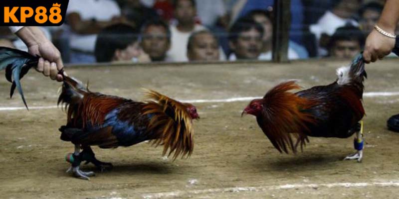 Sự cuồng nhiệt tại các khán đài đấu trường