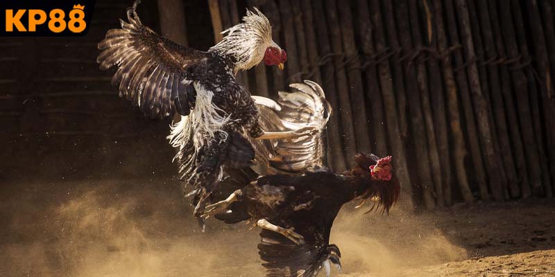 Trải nghiệm không gian cá cược live đá gà Thomo